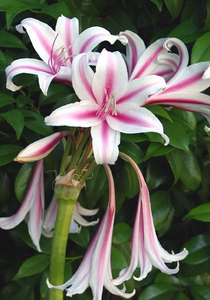 Crinum-lily