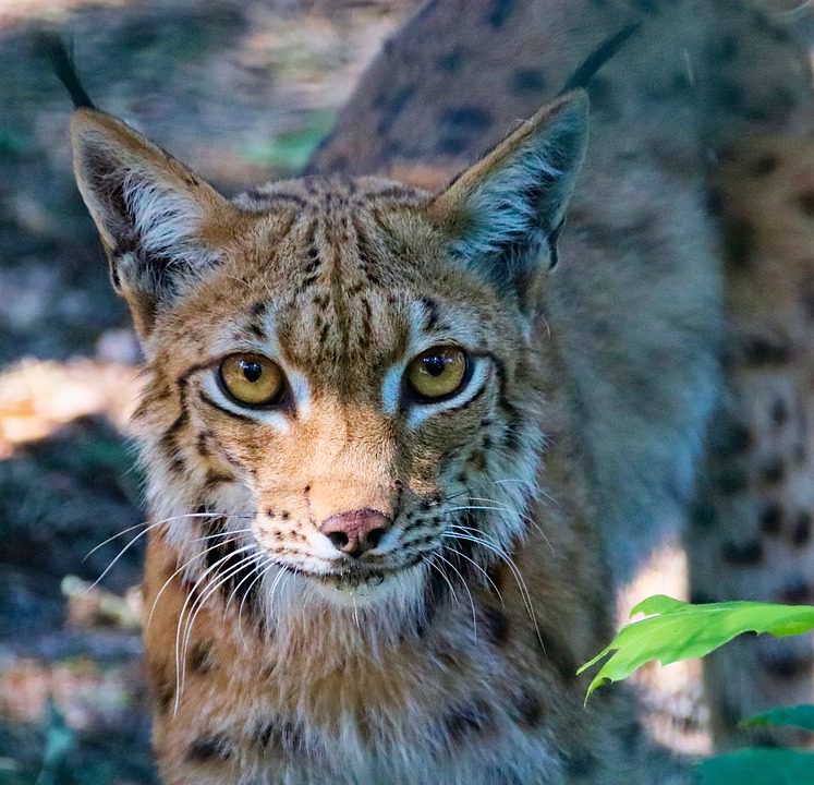 eurasian-lynx