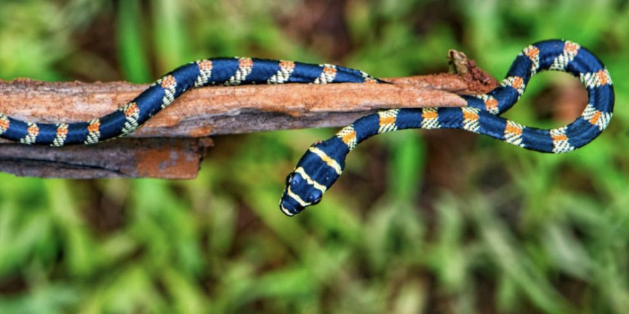 Facts About Snakes In India | Pugdundee Safaris