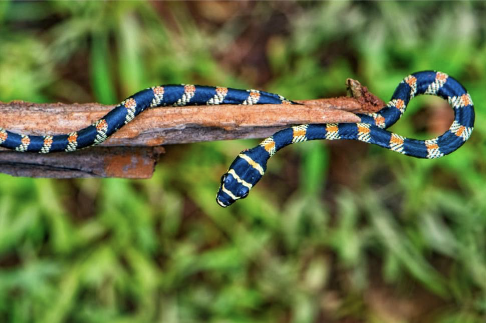 Ornate Flying Snake