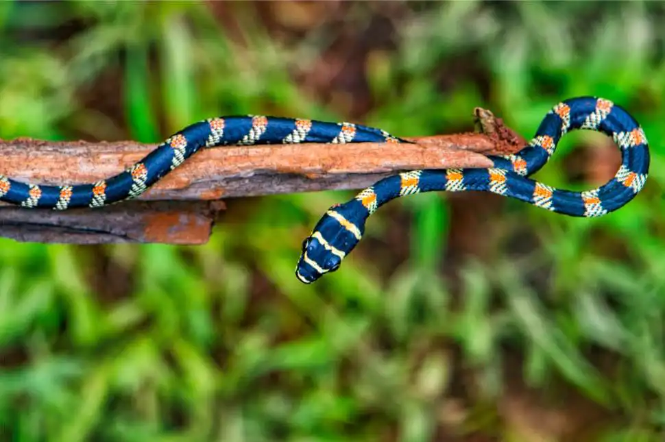 Ornate Flying Snake