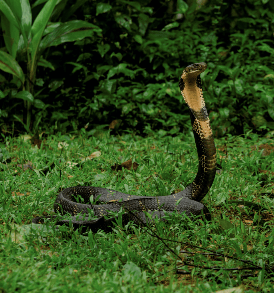 King Cobra