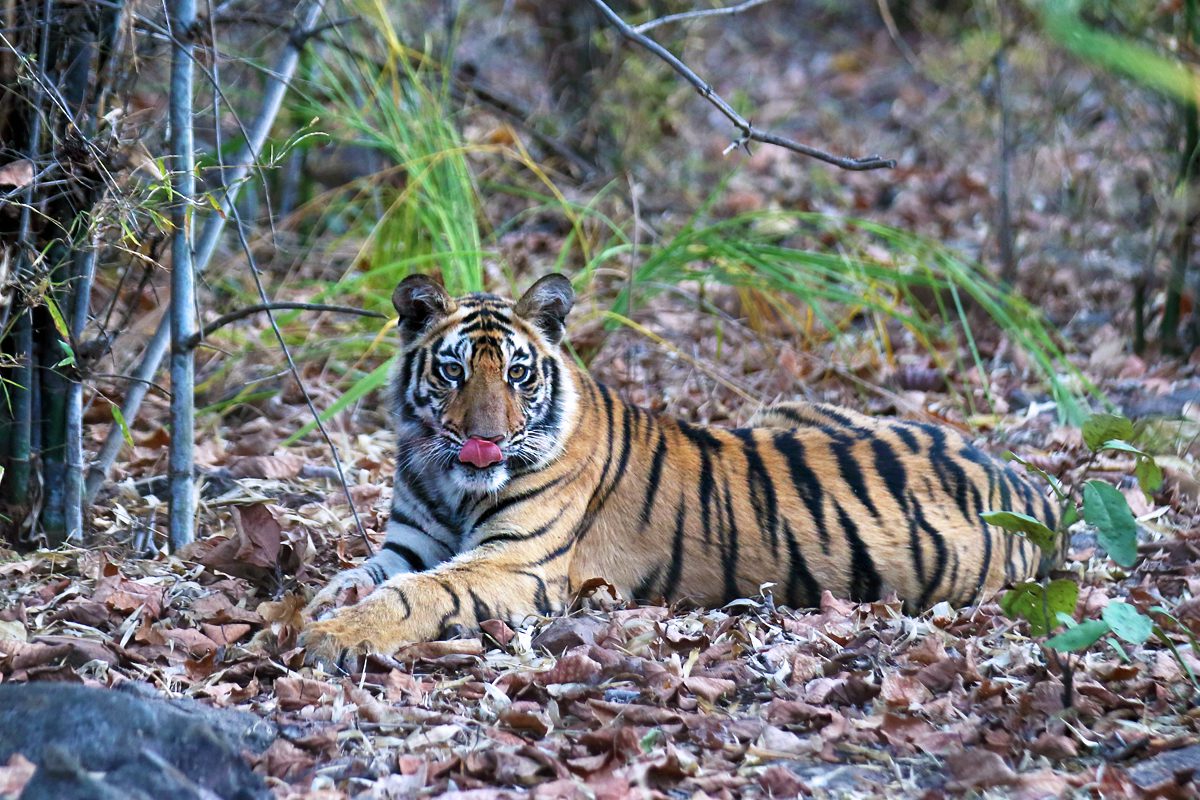 Tigers-in-Bandhavgarh