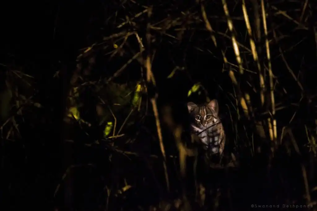 Rusty Spotted Cat