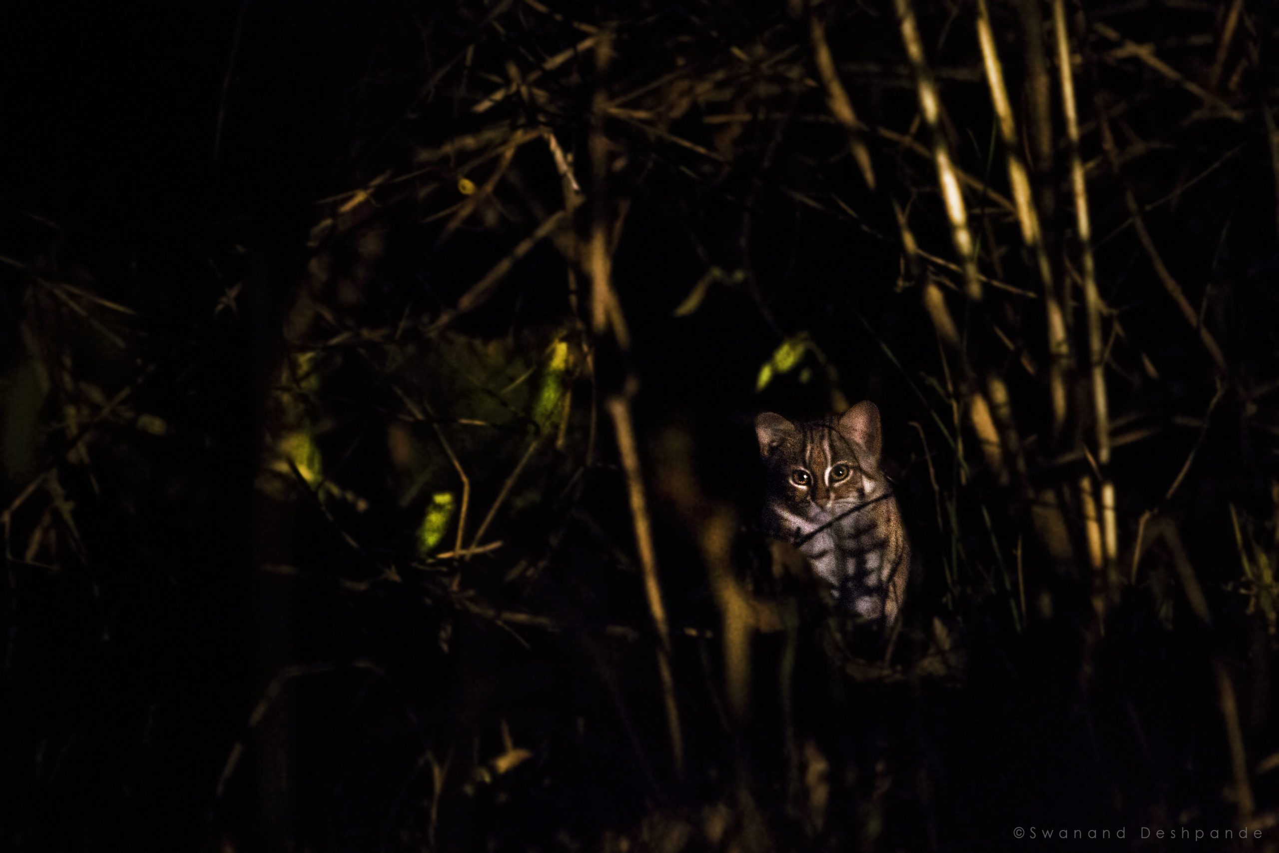 Rusty-Spotted-Cat