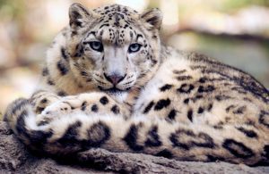 snow-leopard