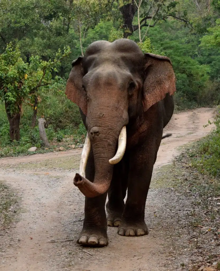 Elephant in Jim Corbett National Park, Uttarakhand