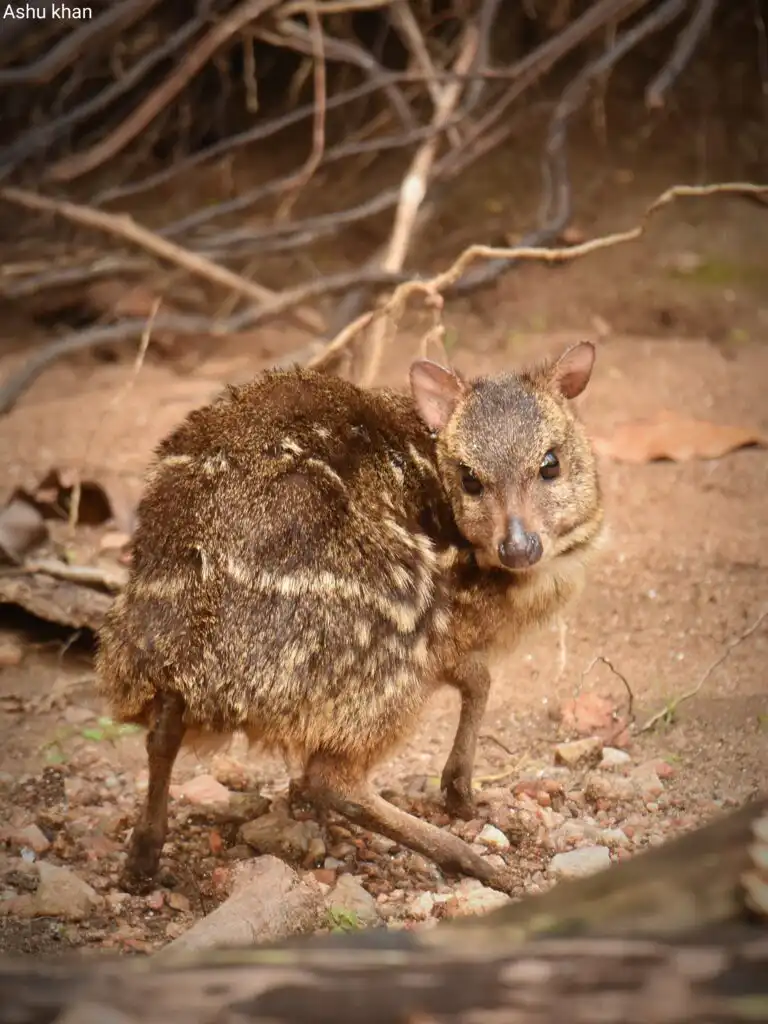 Indian Spotted Chevrotain behavior