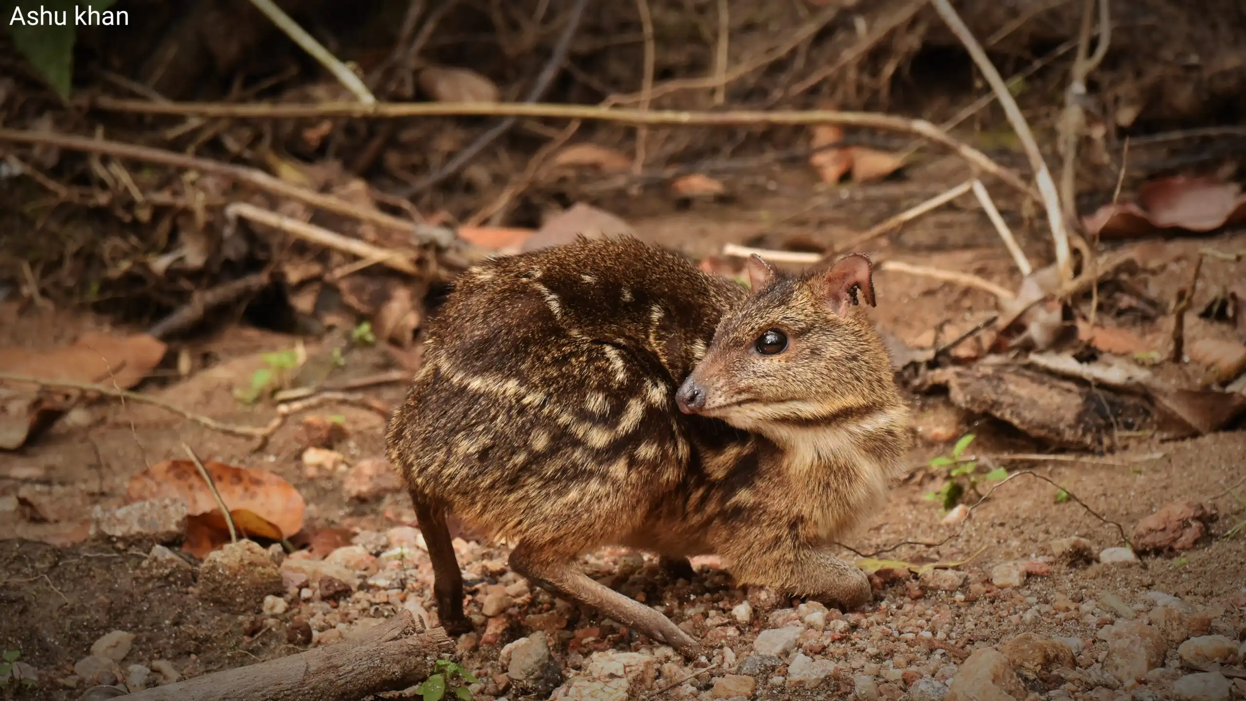 Indian Spotted Chevrotain