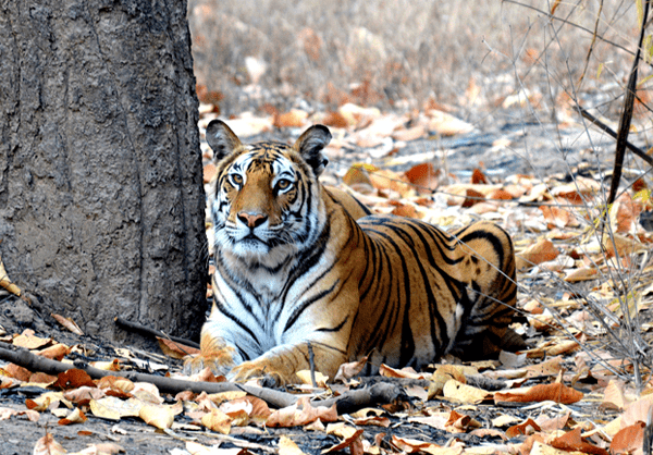 tiger in waghoba