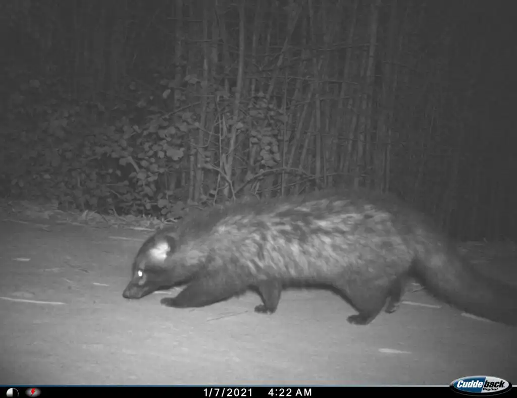 indian civet