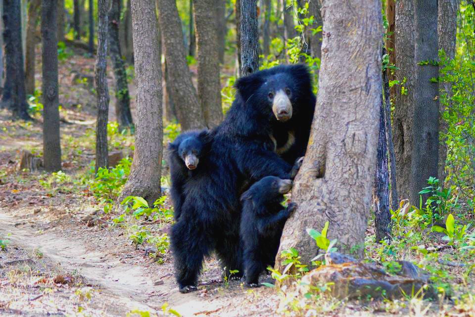 Madhai- Sloth Bear