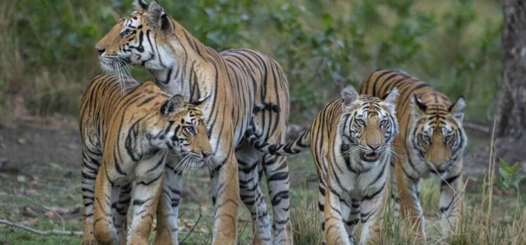 Tadoba National Park - tigers