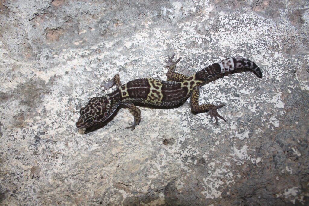 Satpura-Leopard-Gecko-from-Bandhavgarh