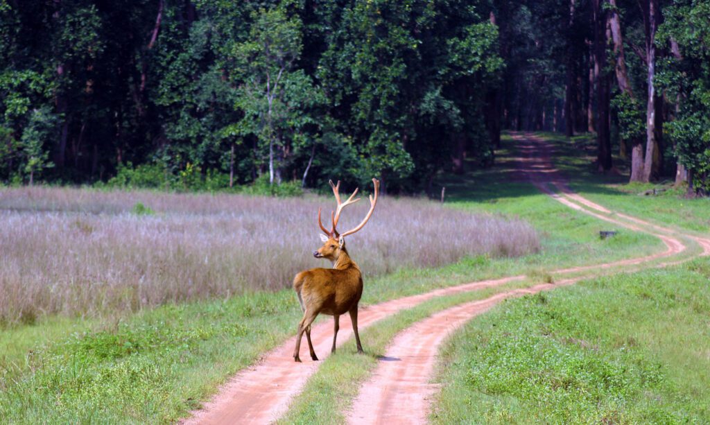 Barasingha-Forests