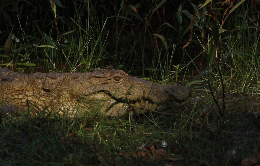 Crocodiles in Satpura