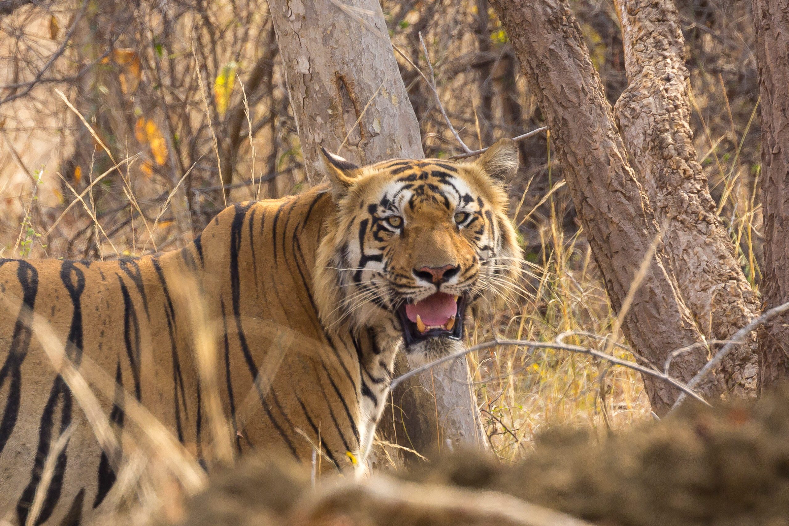 Royal Bengal Tiger From Tadoba National Park