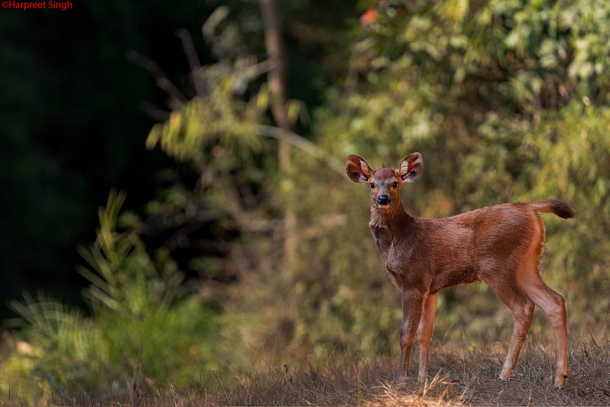 deer species in india