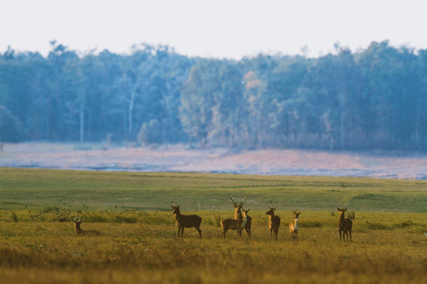 Barasingha in India