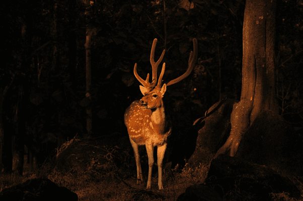 Spotted Deer in India