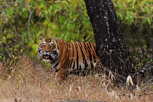 Tiger from Satpura National Park