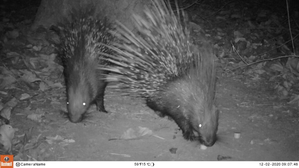 Indian Crested Porcupine