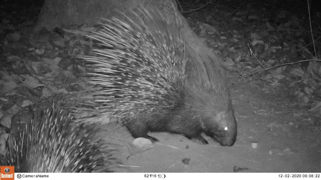 Indian Crested Porcupine