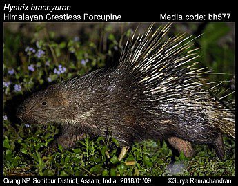 Himalayan Crestless Porcupine