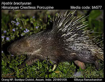 Himalayan Crestless Porcupine