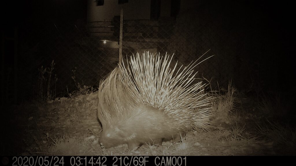 Indian Crested Porcupine