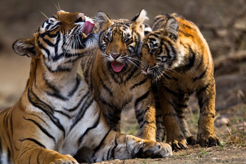 Tigress With Cubs