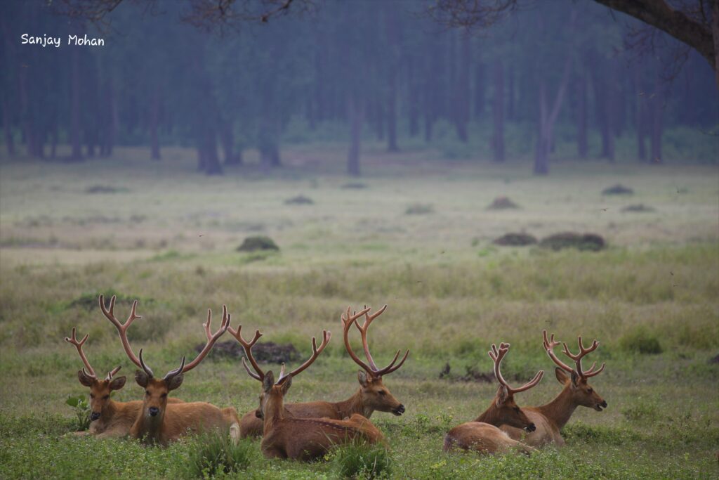 Herd of Barasingha