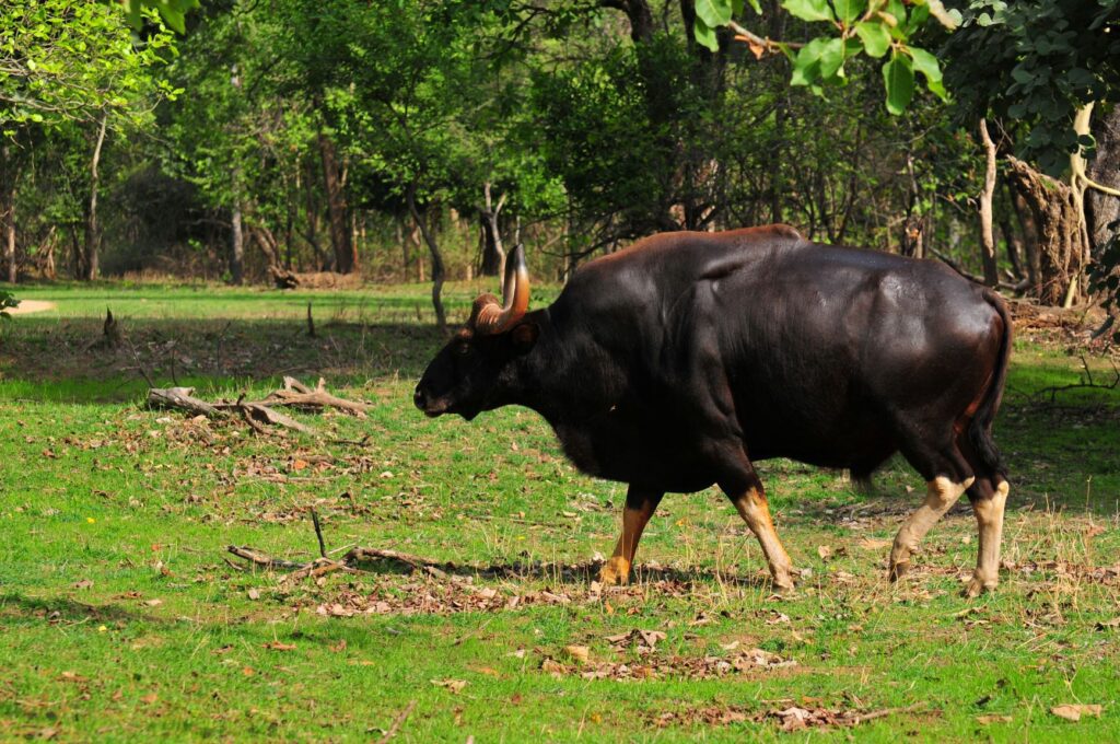 indian gaur pench