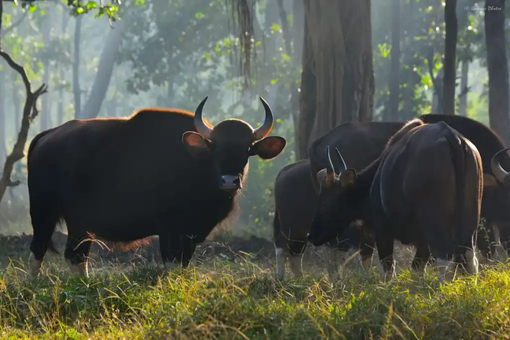 herd of gaur