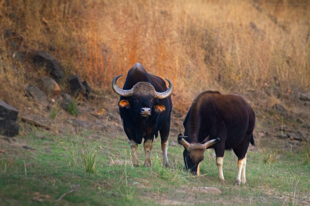 indian gaur male and female