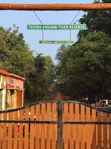 tadoba gate