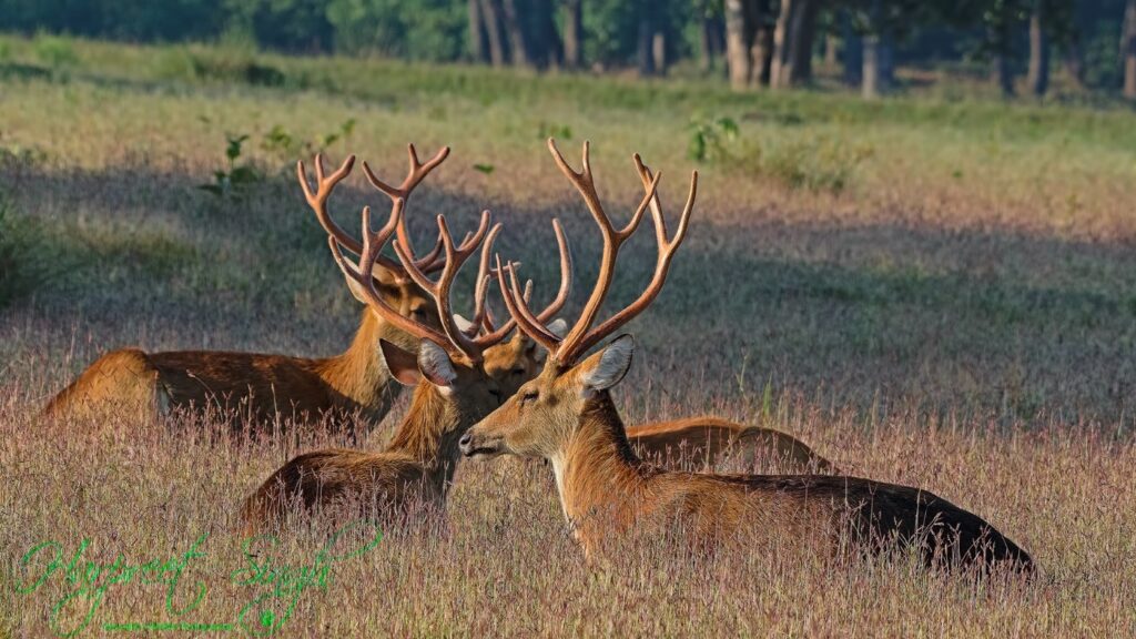 Herd of Barasingha