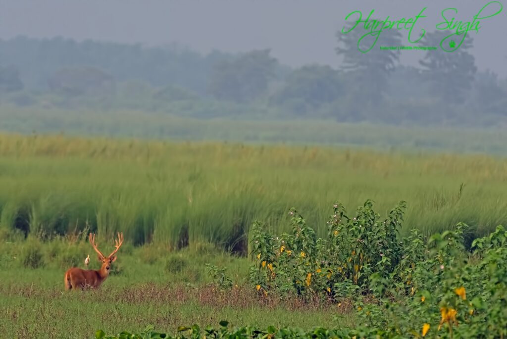 Swamp Deerscape