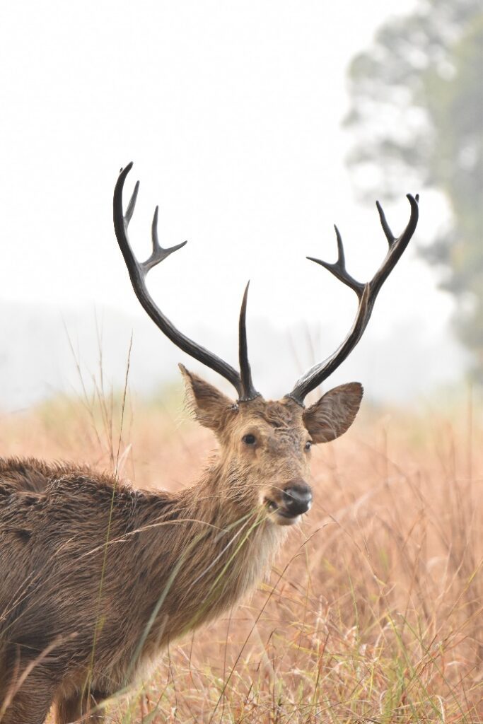 Portrait of Barasingha 