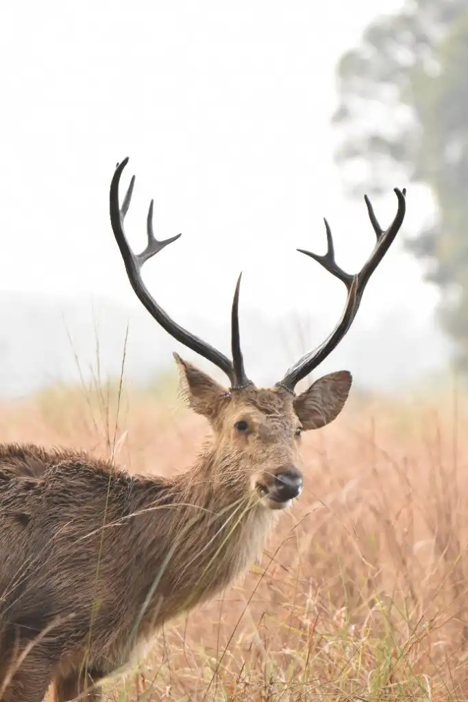 Portrait of Barasingha