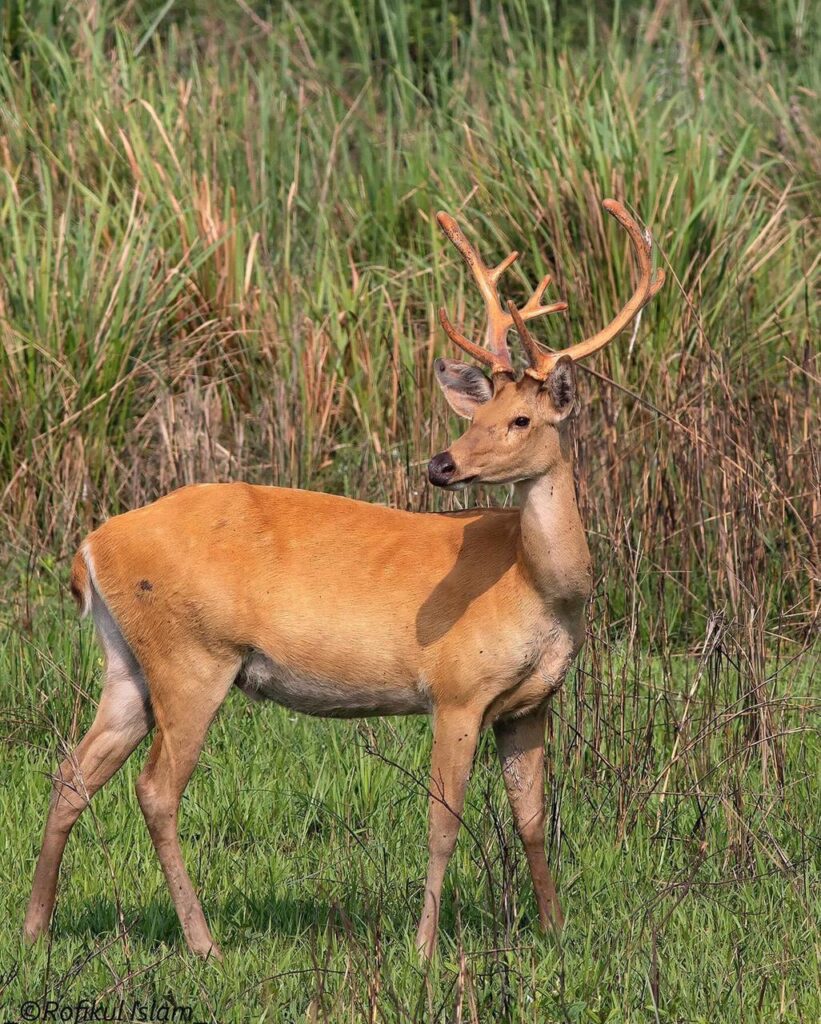 Eastern Barasingha