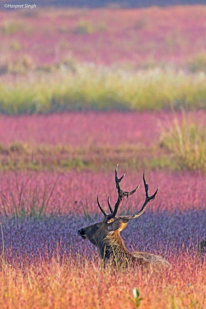 Barasingha in Kanha National Park