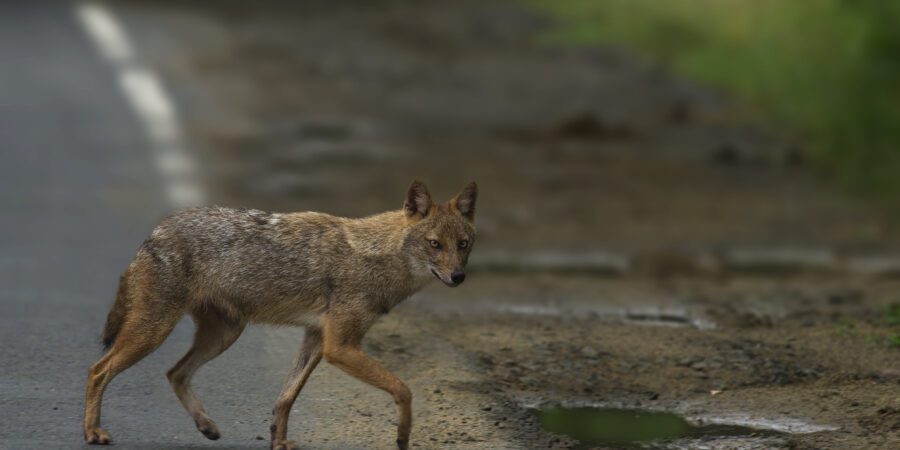 Jackal | Jackal In India | Golden Jackal Jackal | Jackal In India | Golden Jackal