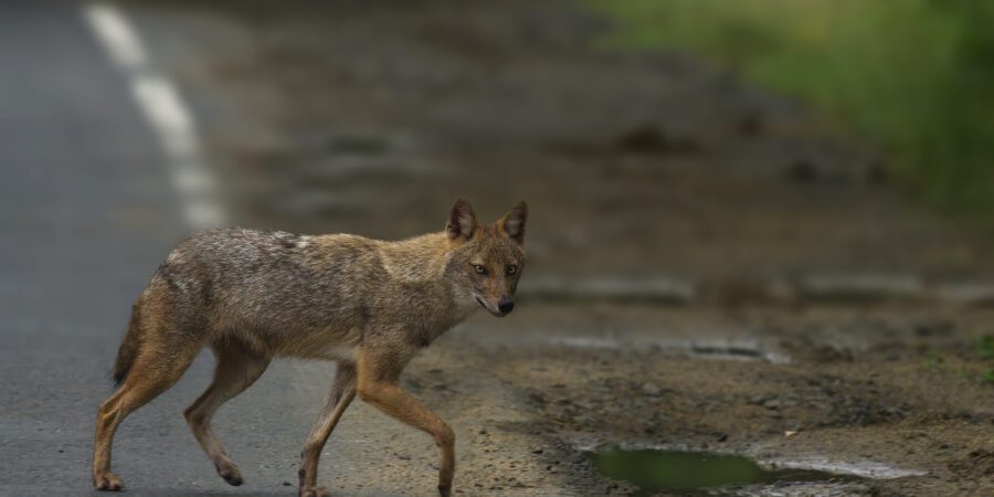 are jackals related to dogs