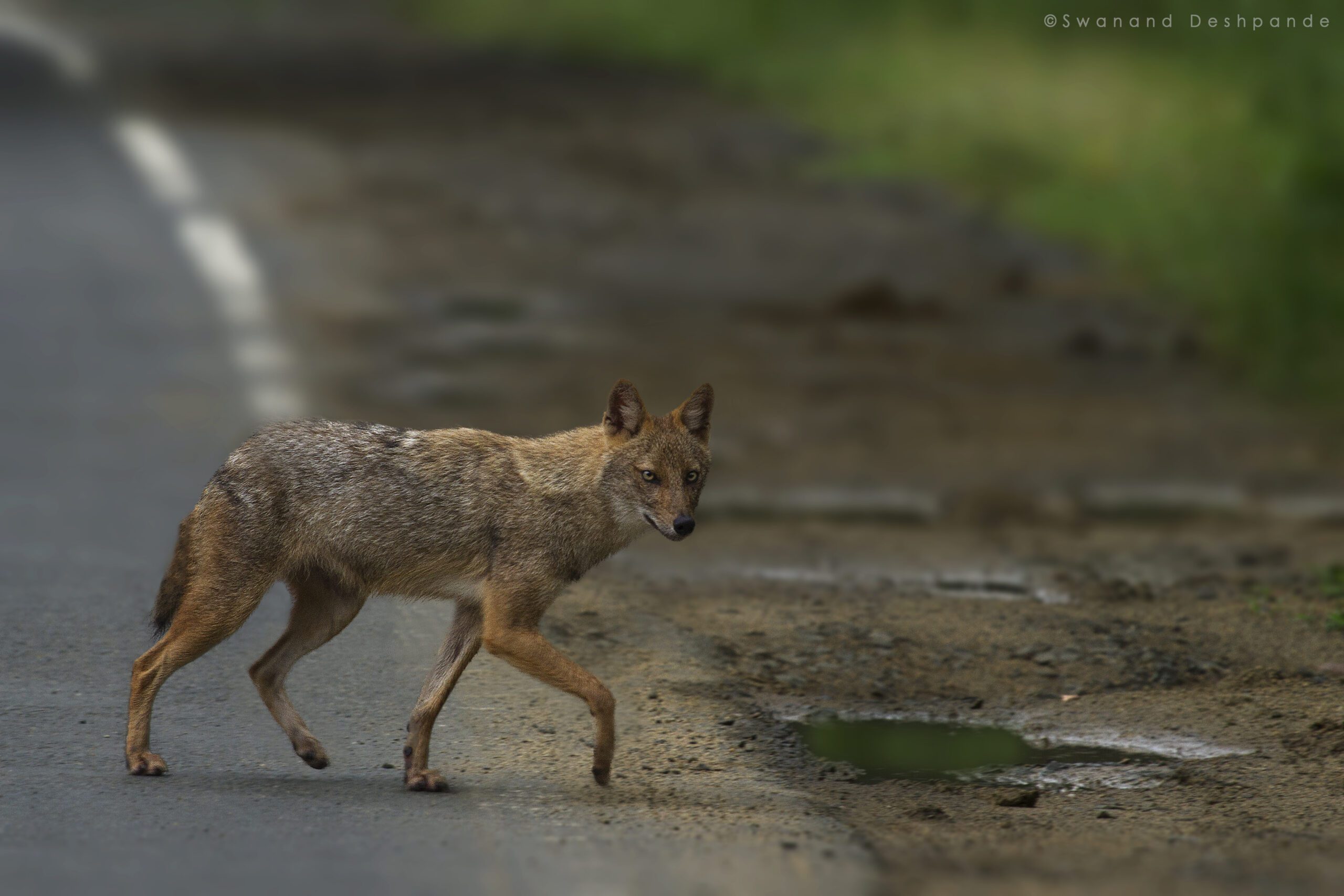 jackal vs coyote