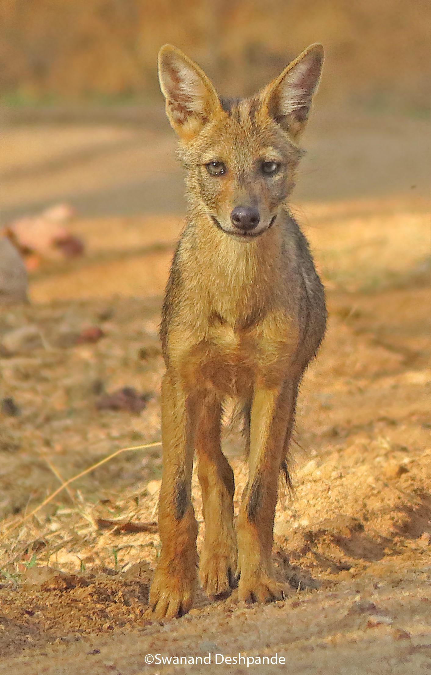 jpeg jackal jpeg jackal