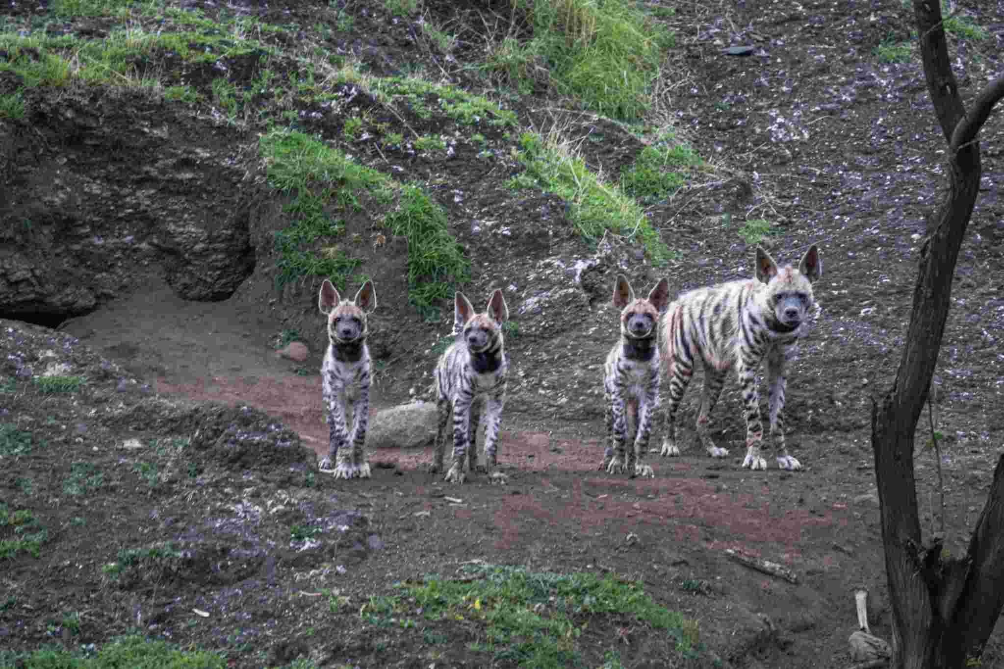 Striped Hyena image by pugdundee safaris