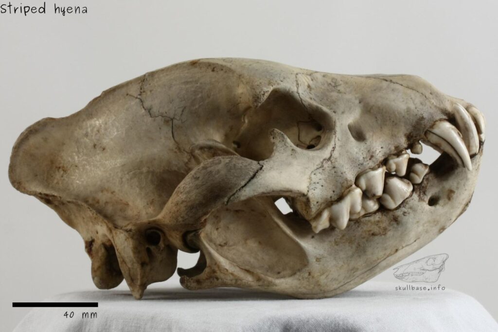 hyena skull