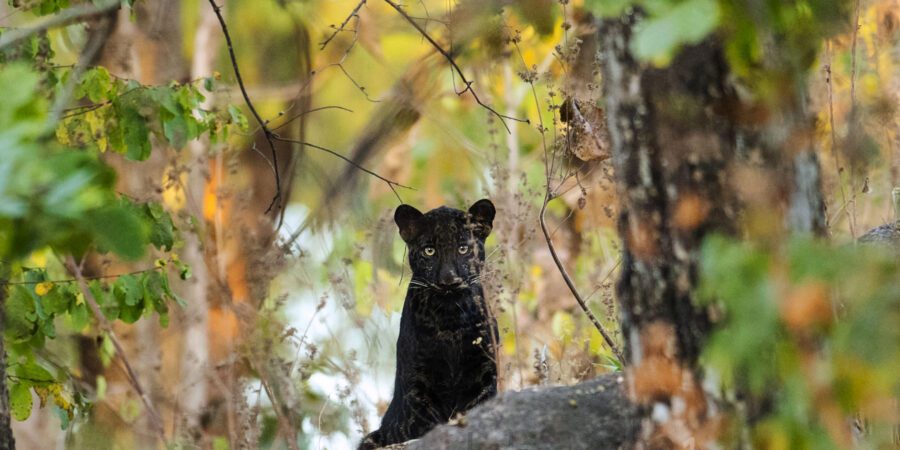 Black Leopards in India I Black Panther