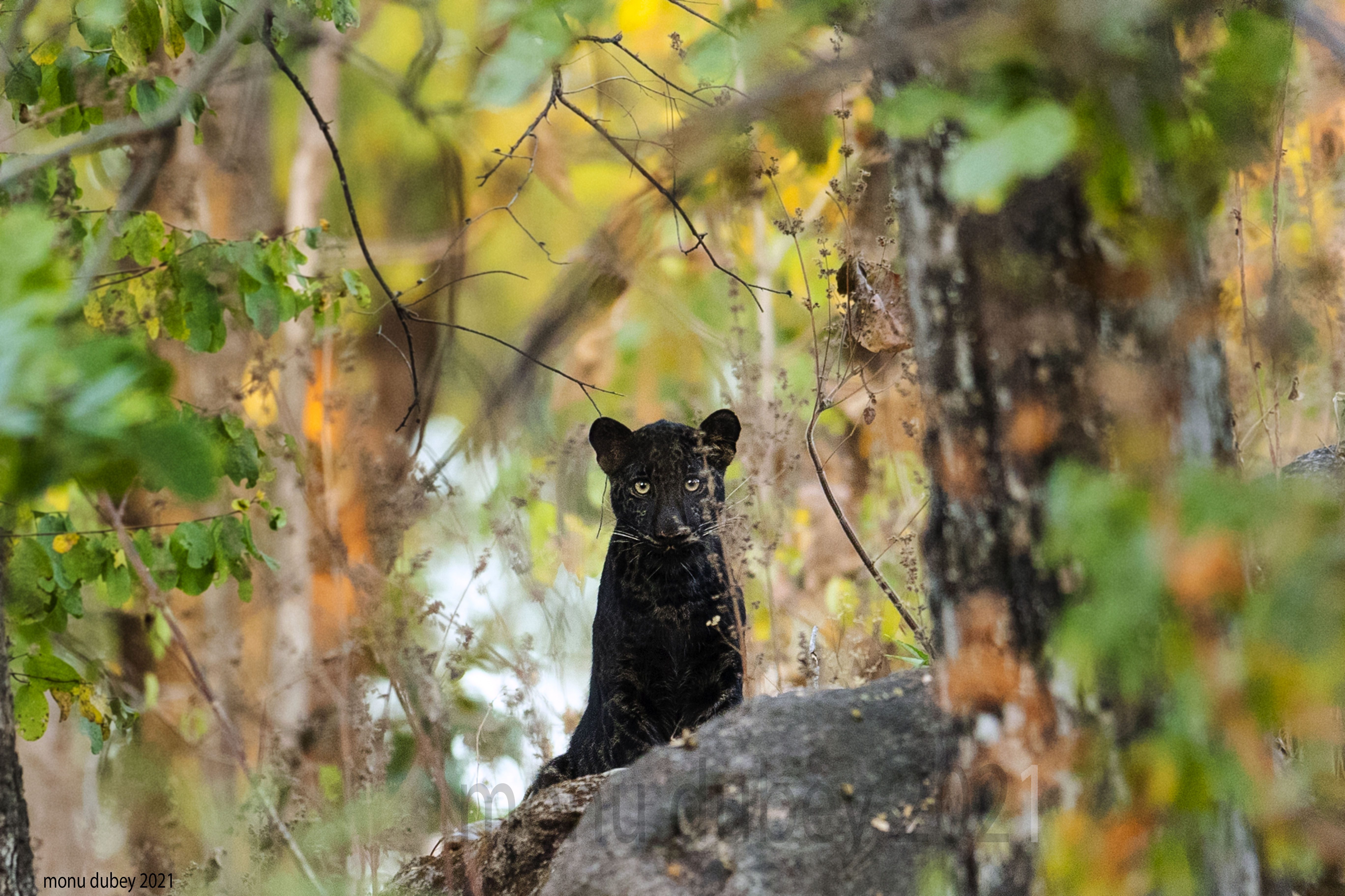 Black leopards in India